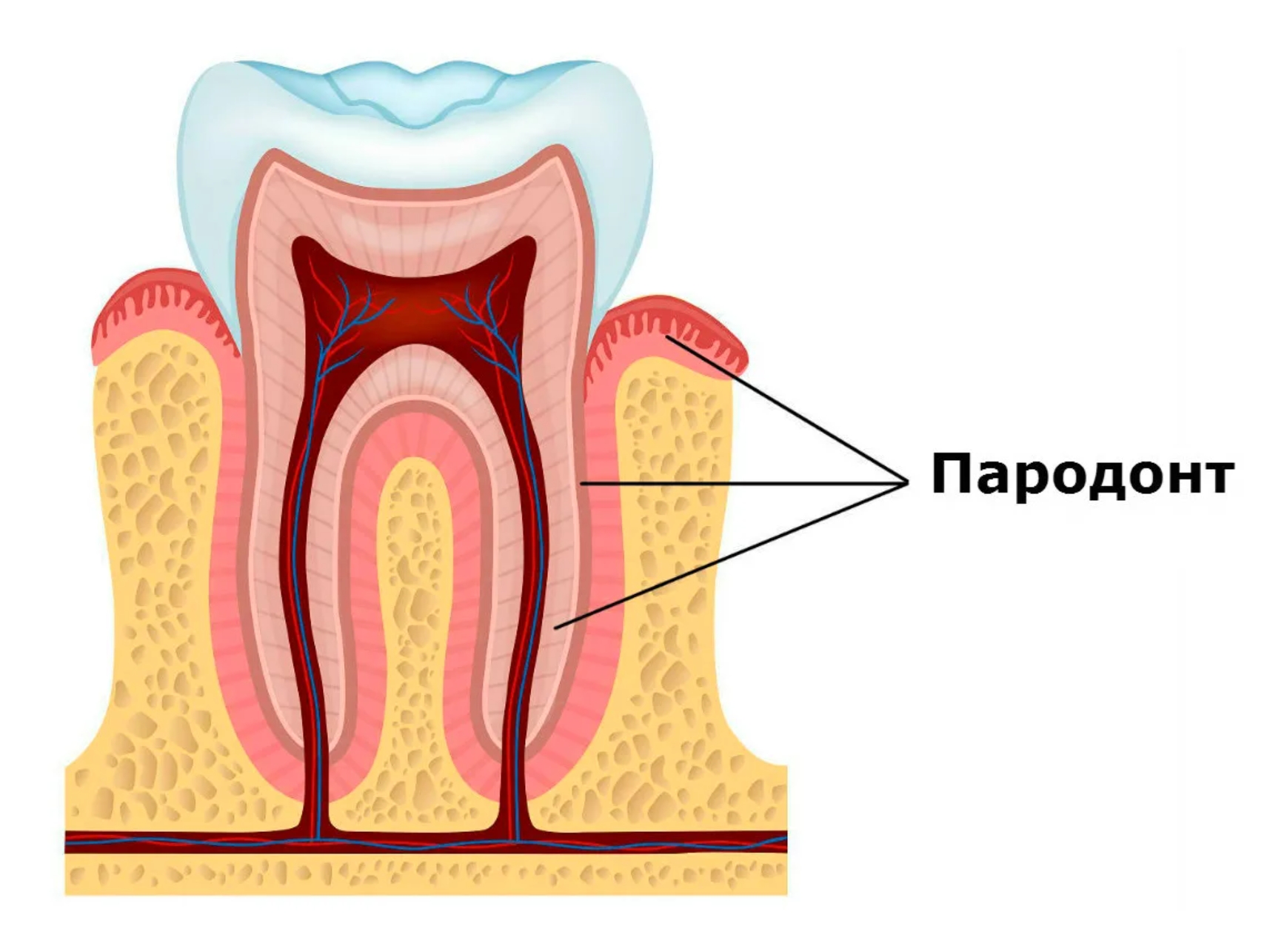 Схема десен. Строение периодонта и пародонта зуба. Анатомия строение зуба периодонт. Ткани зуба периодонт строение. Пародонт анатомия.